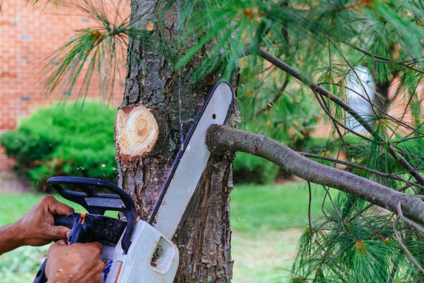  , USA Tree Removal and Landscaping Services Pros